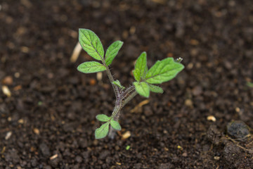 little tomato plant