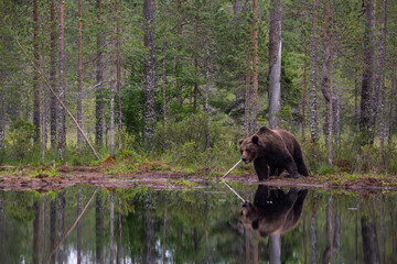 Bear at pond
