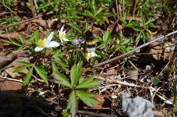 bumblebee