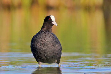 The Eurasian coot on water in warming light