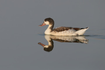 Young common shelduck swimming
