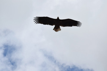 Aigle planant dans le ciel.