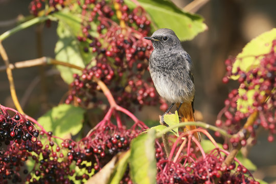 Common redstart on colorful background