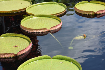 Big green round lily pads