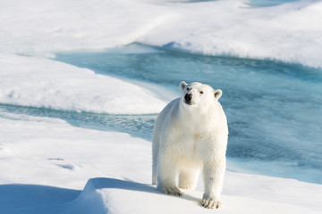 Polar bear on the pack ice