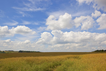 Obraz premium oilseed rape and sky