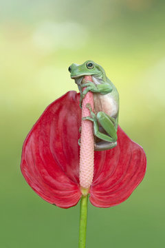 Tree frog, Dumpy frogs standing on shoots