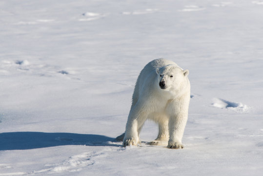 Polar bear on the pack ice