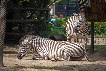 Fototapeta na wymiar Zebra, equus quagga
