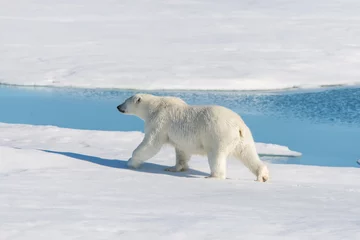 Fotobehang Polar bear on the pack ice © Alexey Seafarer