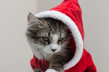 Tabby kitten dressed in a santa costume