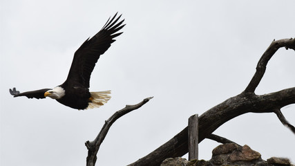Aigle : pygargue à tête blanche en vol