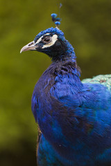 Fototapeta premium Pavo real