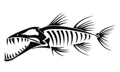 Barracuda skeleton