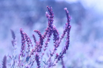 Field of purple flowers on a blue background. Soft selective focus