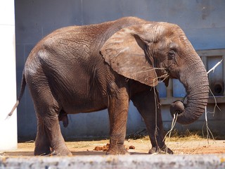 Elephant