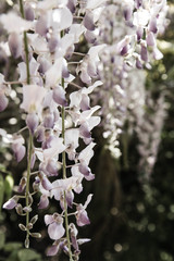 Wisteria