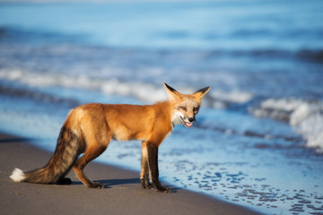 funny fox standing on the beach