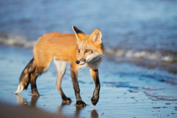 Naklejka na ściany i meble young fox walking on the beach