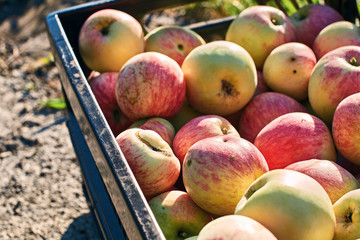 Fresh harvested organic apples in the crate