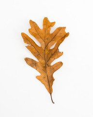 Fototapeta premium Leaf