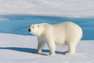 Plakat Polar bear on the pack ice