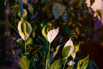 Close up of white flower Spathiphyllum or Spathiphyllum spp. Beautiful flower and green leaves in the evening sunset light. Balcony garden. Selective focus