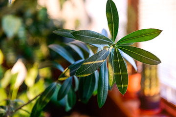 Household concept. Close up Oleander leaves through evening sunlight on the background of other home plants. Selective focus