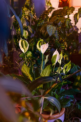 Close up of white flower Spathiphyllum or Spathiphyllum spp. Beautiful flower and green leaves in the evening sunset light. Balcony garden. Selective focus