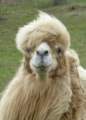 Longhair camel