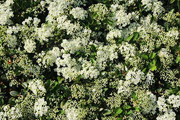 A bush with small qhite flowers forming background