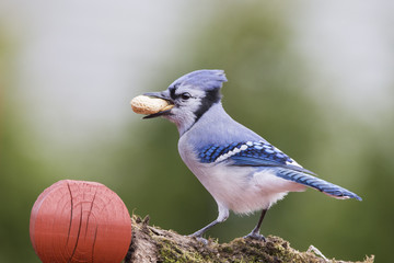 Blue jay in autumn