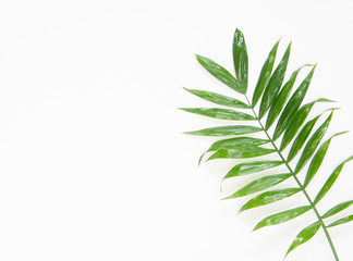 Fototapeta na wymiar Tropical palm leaf. Flat lay, top view.