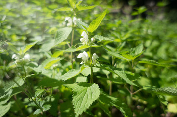 Blooming nettle bushes with white flowers. White nettle or white dead-nettle