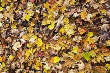 Leaves background