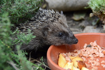 Igel am Futternapf