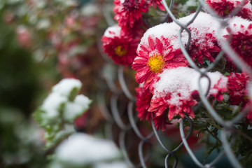 chrysanthemum flowers covered by snow.