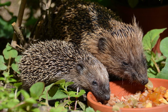 Igel am Futternapf