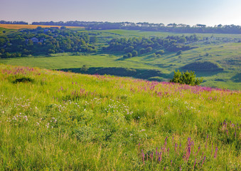 Fototapeta na wymiar Summer landscape in Ukraine. Rolling green hills with lilac wild flowers near village in morning light, forest on the horizon. Natural Photography