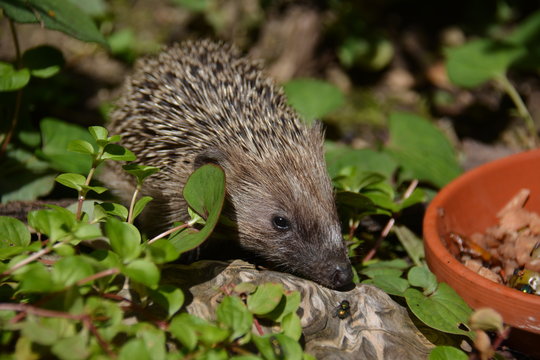 Igel am Futternapf