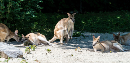Flinkwallaby - Känguru - Macropus agilis © rudiernst