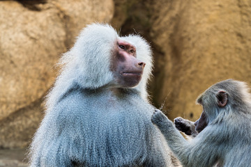 Mantelpavian - Papio hamadryas