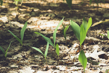Vegetation in the forest
