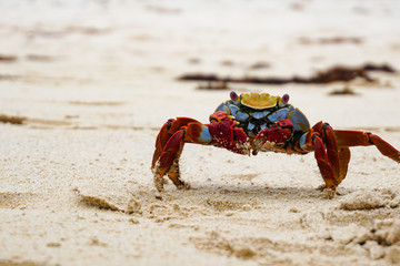 Fototapeta na wymiar Sally Lightfoot Crab, Galápagos