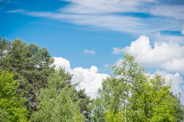 Vegetation in the forest