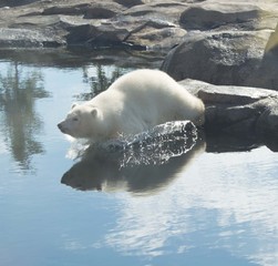 Polar bear jumping in the water