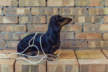 Dog builder dachshund wrapped in white wires at the brick wall background