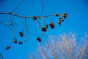 Сухие плоды на ветке дерева на фоне голубого неба в ясный весенний день
