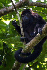 howler monkey in the trees