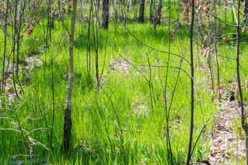 Vegetation in the forest
